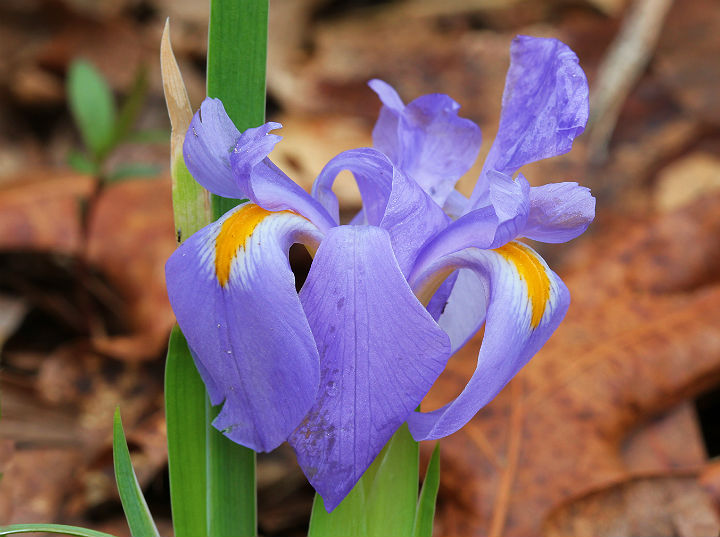 Iris